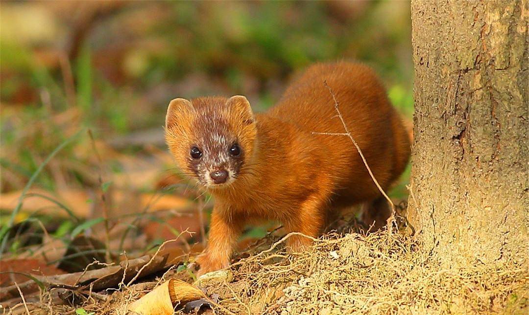 1997年黄鼠狼"讨封"事件,是真是假?动物是否真能"成精"?