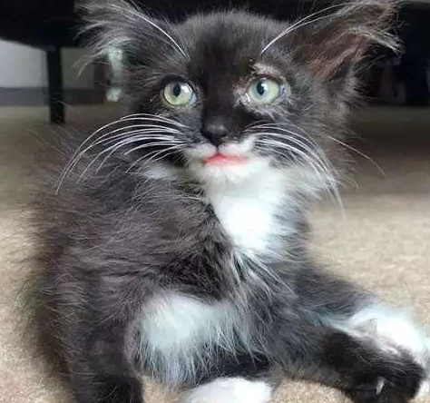 爱笑的猫运气不会太差,小流浪猫天生"笑脸",成功被铲屎官收养