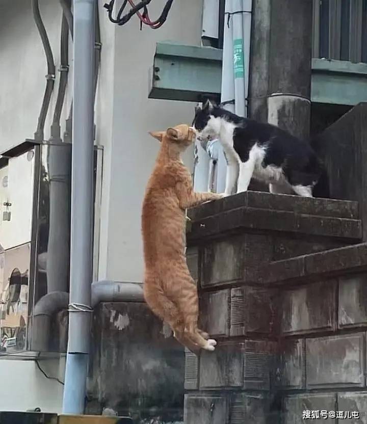 120张爆笑图片,逗得你哈哈大笑,令你忘掉忧愁和烦恼