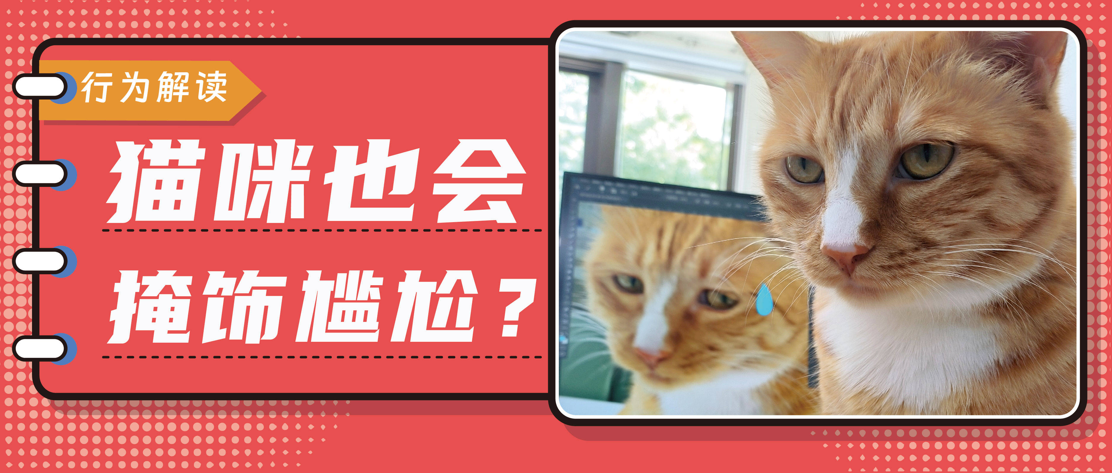 原创            猫咪在出糗时装作很忙，是为了缓解尴尬吗？-猫咪时尚
