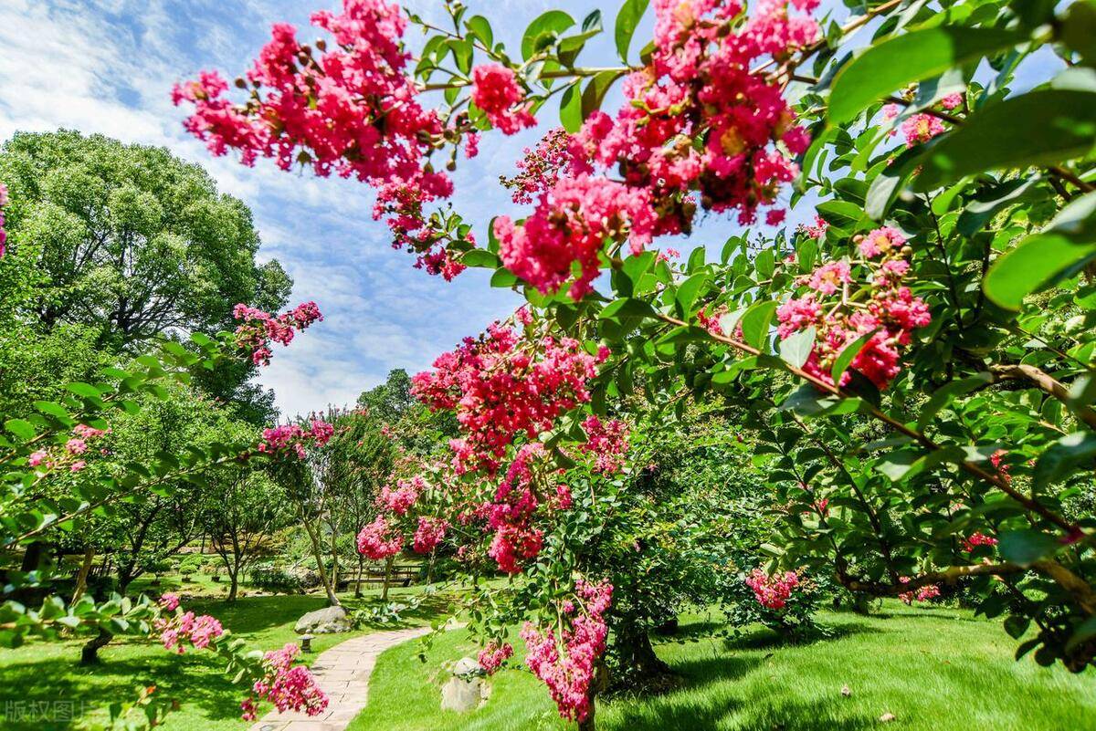 白居易的诗《紫薇花》写出最深沉的寂寞 表达最超然的心境