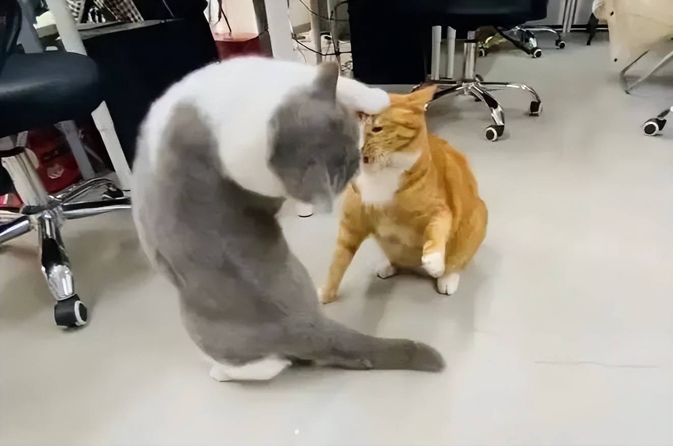 原创            猫咪在出糗时装作很忙，是为了缓解尴尬吗？-猫咪时尚