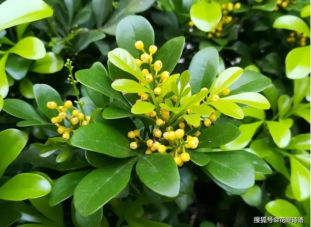 最爱喝啤酒的3种花,1月喝上一两次,叶子油亮,花朵大又多!