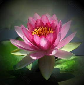 佛教爱用莲花而不是荷花,荷与莲之间到底有什么区别和意义?