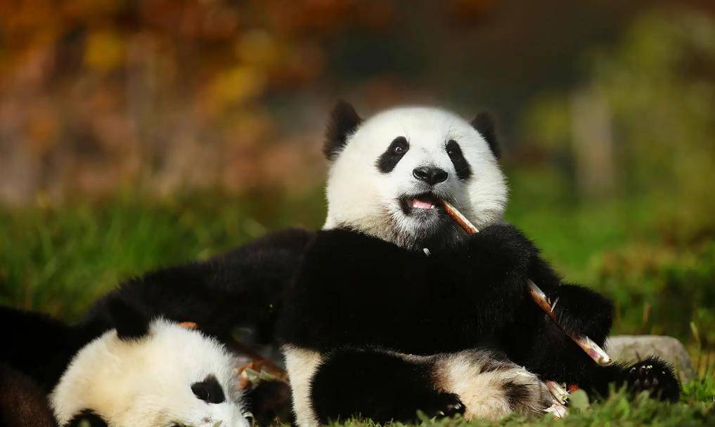 苏格兰熊猫争夺战图片