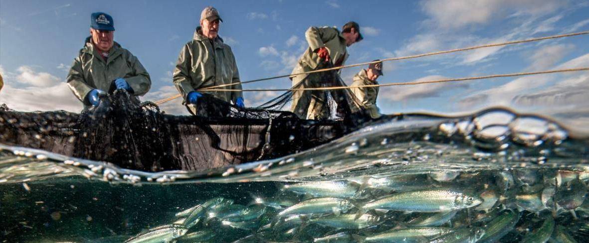 最好的是日本北海道附近的北海道渔场,由千岛寒流和日本暖流交汇形成