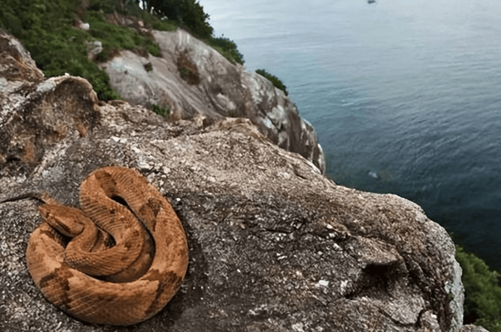 巴西蛇岛内蛇的毒性已提高5倍,怎么才能消灭?
