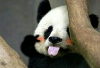 熊猫翻墙越狱成网红,一字马劈叉惊呆众人?团子:熊猫人永不为奴