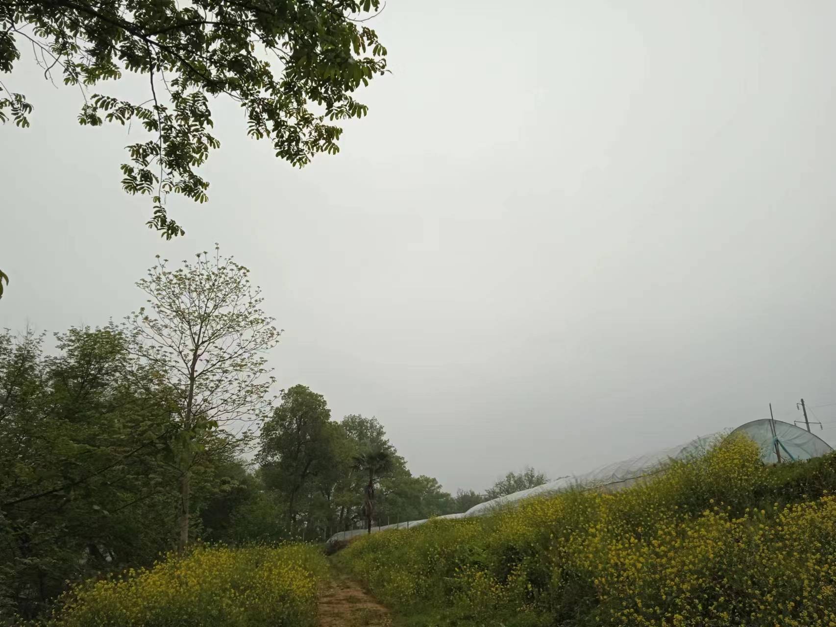 大鹏观音庙就在乡村公路边,庙门两侧楹联是这样的:三乘并辔;万法归宗