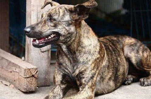 被全世界忽略的中国田园稀缺犬,是皇室的专用犬,智商比边牧高