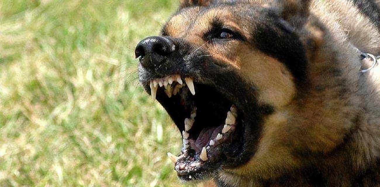 仗势欺人的人,还会有一些心生贪念的人来巴结,就像"狼心狗肺"的词语