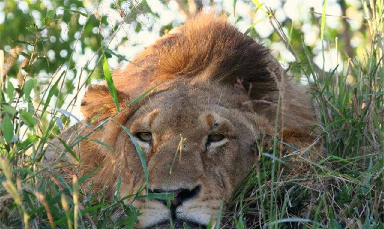 非洲幼狮冥河姐弟,相依为命四处流浪,为姐姐复仇单挑狮群而亡