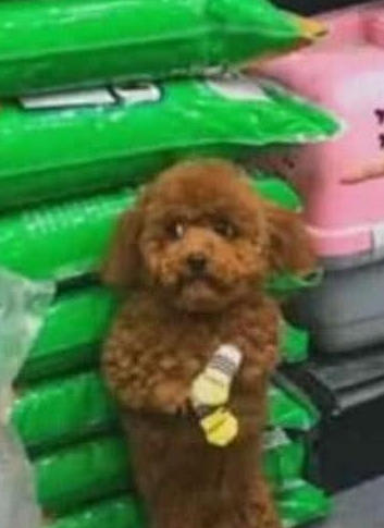 小泰迪偷吃被抓包,默默缩在角落,可怜巴巴的样子引众人围观