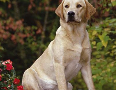 拉布拉多的运动量有多大,每天两小时不能少