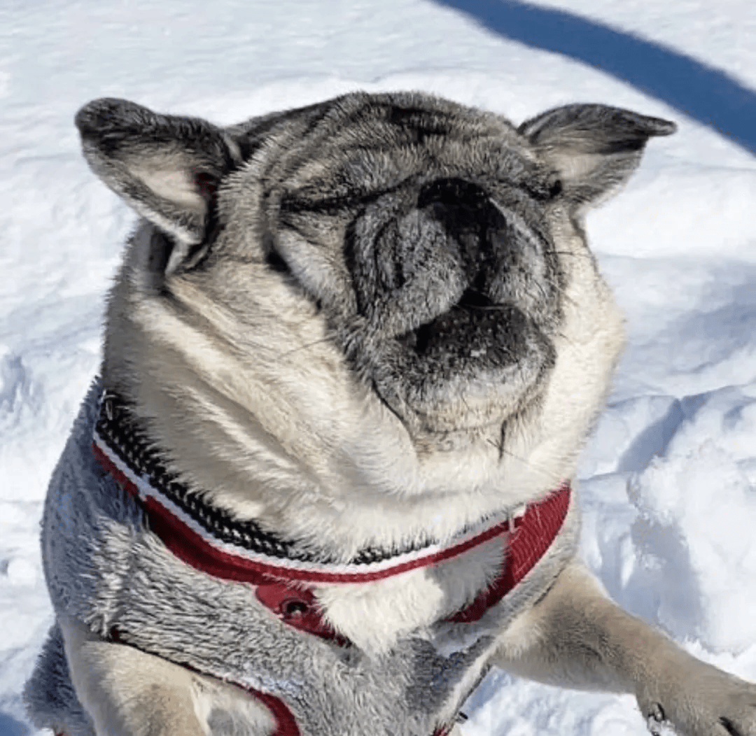 永不塌房的"颜霸",一闭眼全破灭了_丑照_加班_笑声