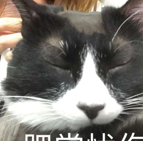 主人用脚趾戳猫咪鼻孔,下一秒猫咪的表情笑翻,网友:你不洗脚吗