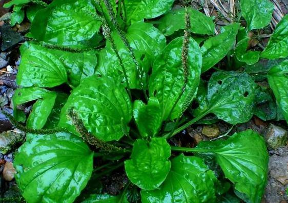 白芥子:车前草与白芥子的相遇,如同冬日的暖茶与暖炉,温暖而舒适.