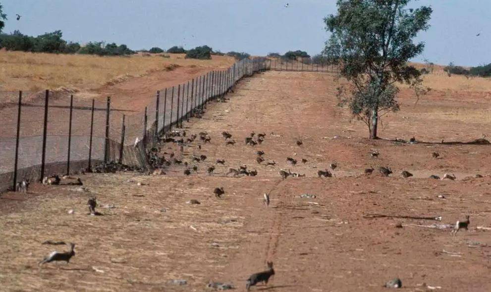 澳大利亚野兔泛滥,政府斗争150年完败,没人吃?本地人:吃不了