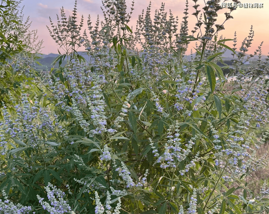 黄荆树图片 药用价值图片