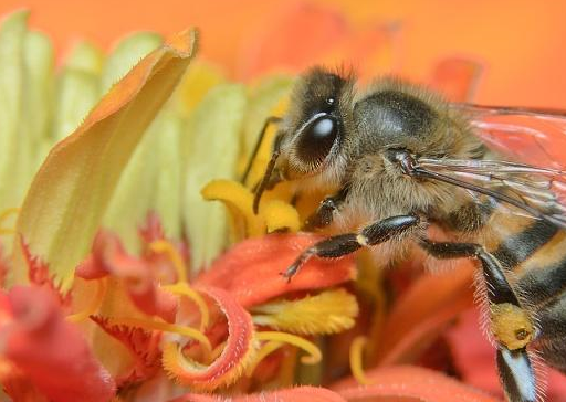 小蜜蜂如果授错了花粉,会怎么样?
