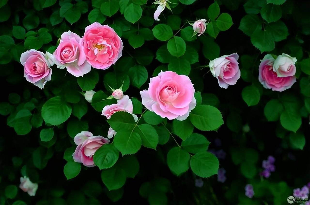 十五首唯美的"蔷薇花"诗词,朵朵精神叶叶柔,雨晴香拂醉人头