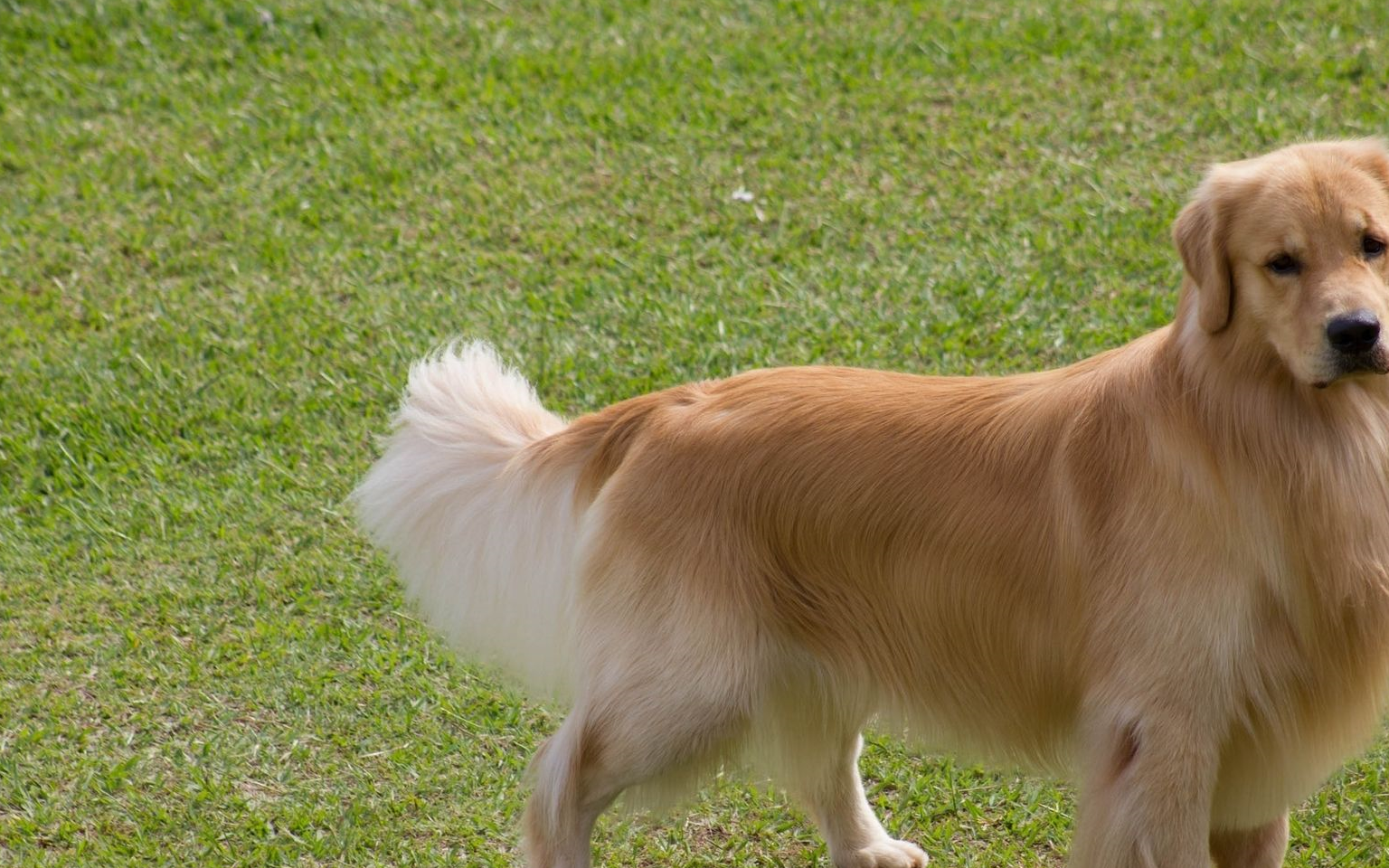 不要看金毛是个大暖男,缺点还是有的,爱掉毛饭量大_主人_狗狗_性格