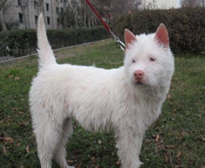 此犬被列为世界名犬排名前三,是中国本土犬,能力不输德牧_猎犬_我国_