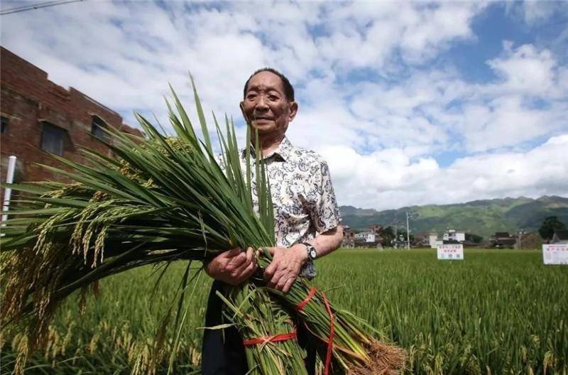 行头不过百,收入才这个数_袁隆平_水稻_杂交