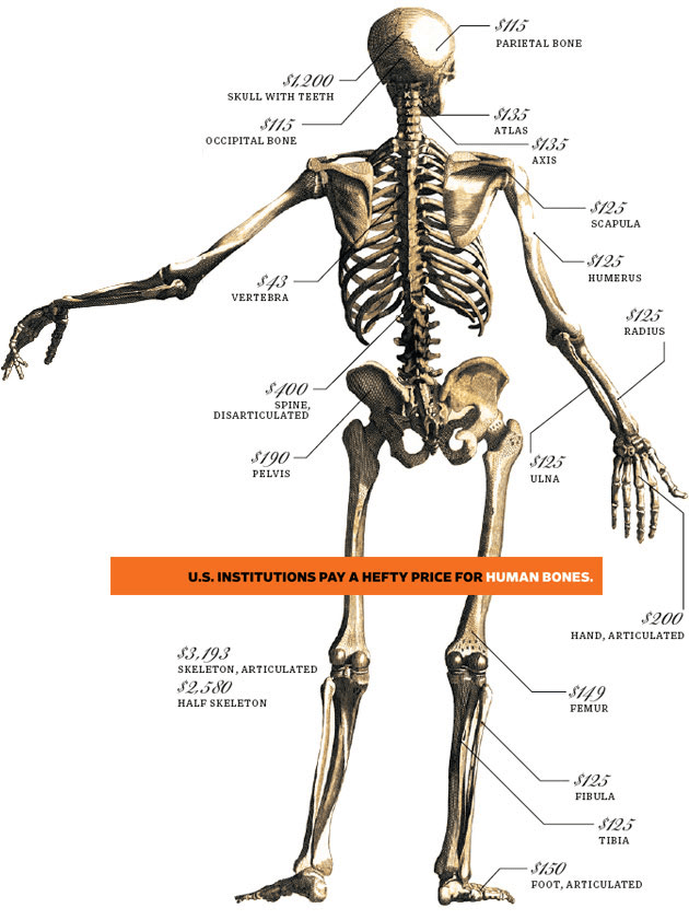 7000美元就能买一副骨架?美国小伙创业网络卖人骨