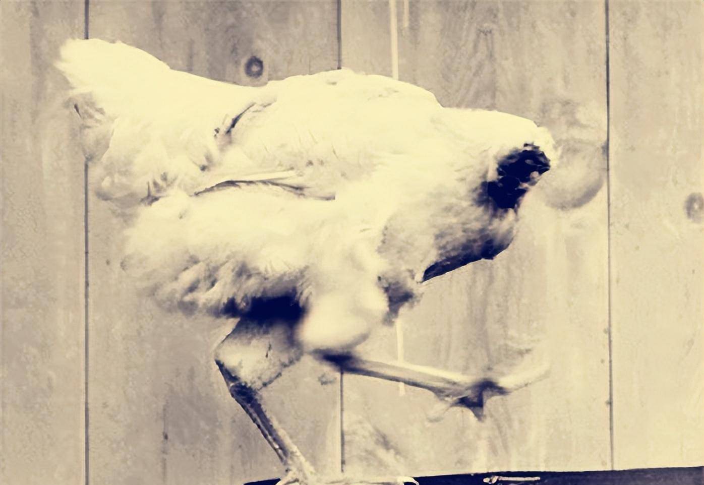 美国有只鸡没有头还能存活,主人带它全国巡演,每月赚4500美金