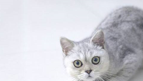 英短虎斑猫多少钱一只图片
