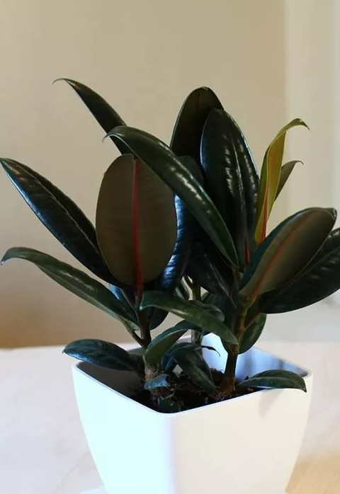 "懒人花木"橡皮树的和鉴赏及养护