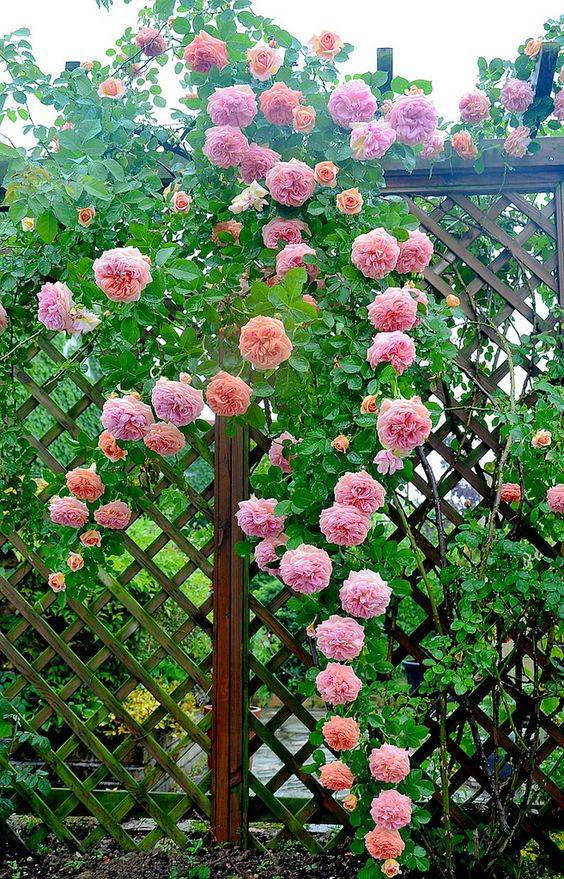 花园围栏这样做,简直是太美了_设计_装饰_庭院