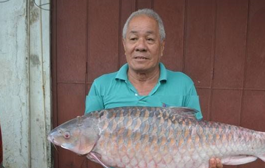 海鲜的种类比较多,而我们平时生活中常吃到的一种海鲜就是鱼了,但种类