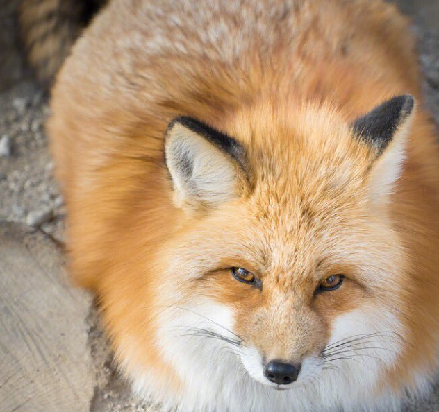 网友分享了一组狐狸的冬装照,到了冬天,狐狸们有点"膨胀"