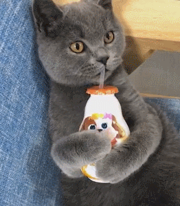 这猫咪太老练了,用吸管喝酸奶:不开心喝一口爽歪歪,就让你变歪