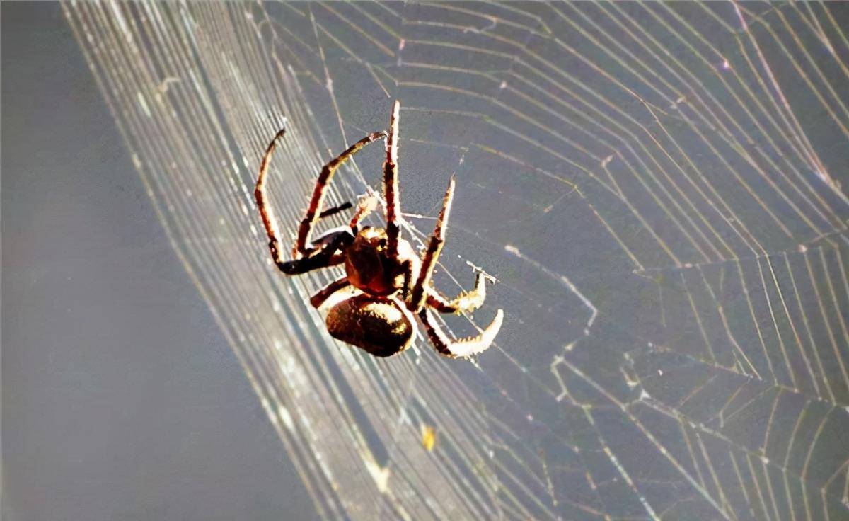 蜘蛛_燕子_树木