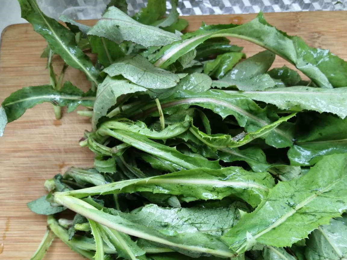 直接由根部生出,无分支,呈散状匍匐于地面或簇状生长,类似于苦菜和蒲