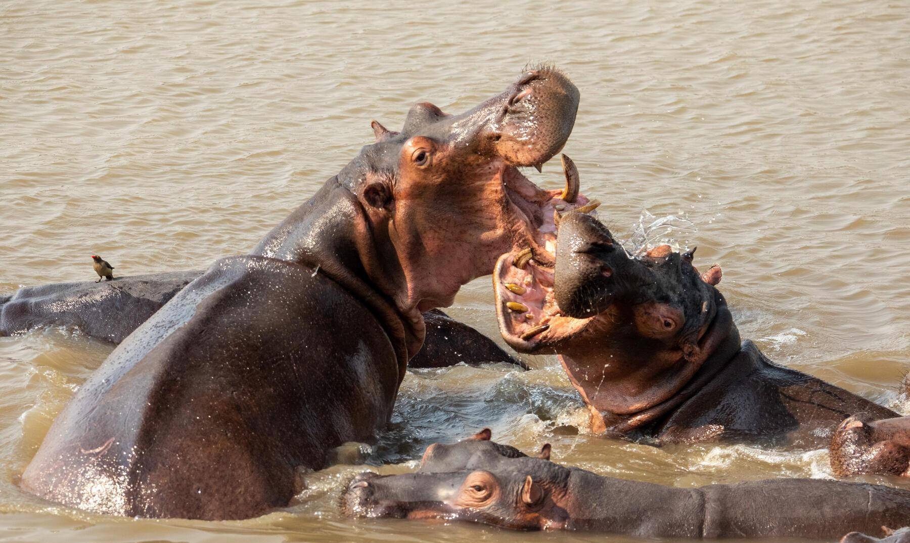 土耳其妓院的甜点,产道放大5000倍的样子,39张照片看世界
