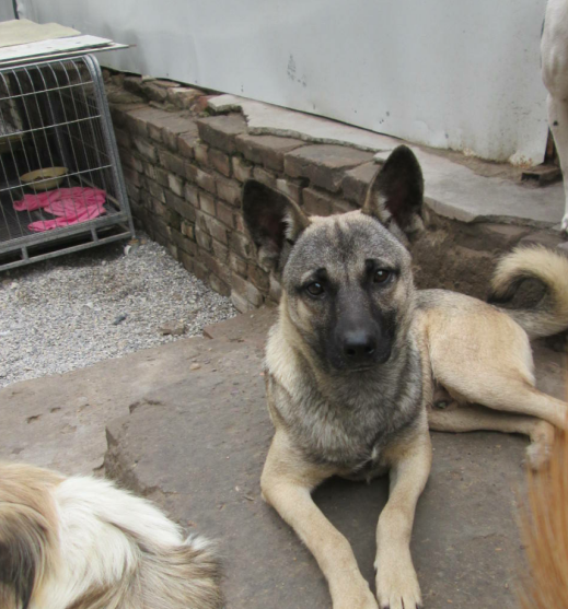 东北最出名的三类狼犬,名气不弱于德牧,第三种仅存数千只!