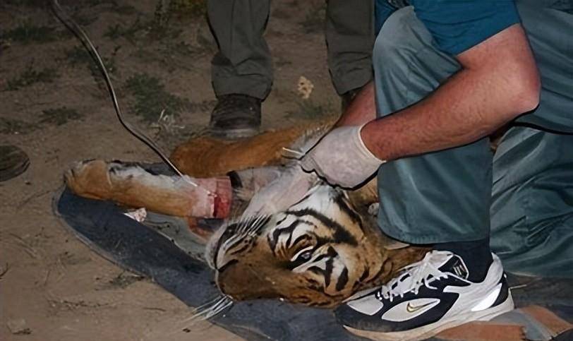 全莉_动物_猎豹