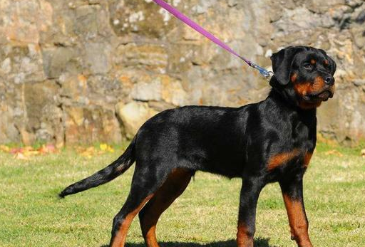 "罗威纳犬"的5大优势,看完之后,你还想要养德牧吗?