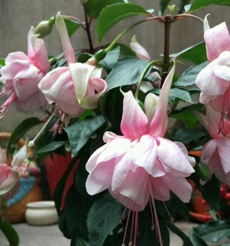 这种花,用一个技巧,度夏没烦恼_倒挂金钟_开花_次数