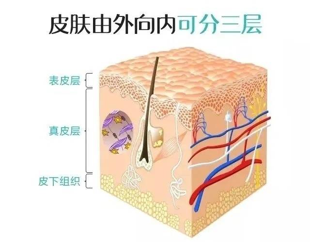 水光针布点图图片