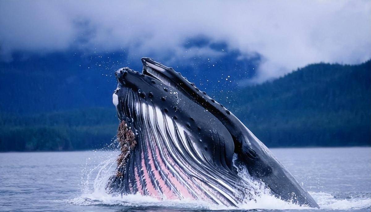 被认为是大自然的馈赠,蓝鲸粪便有何作用?