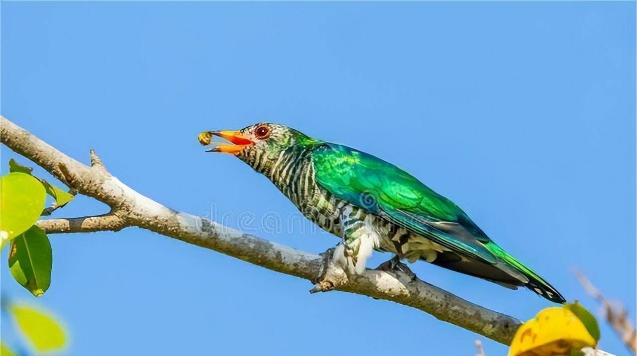 周成王分封天下诸侯时,苍梧国向周王室进贡过当地的珍稀物种"翡翠鸟"