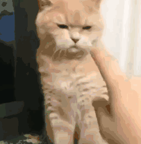 在日本有一个流氓猫,因为坐在树上往行人头上擤鼻涕而被捕