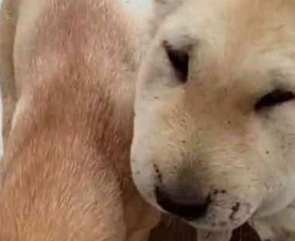 土狗捅了马蜂窝,脸肿成了孙红雷,小表情亮了,笑哭主人