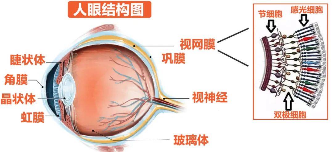 我们的视网膜大致由3层细胞组成,分别为感光细胞,双