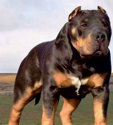 它就是罗威纳犬,根据当地的记载表示,2000多年前的罗威纳犬曾经是古